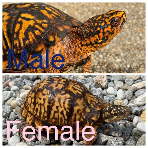 トウブハコガメ2025CB ピンク左点