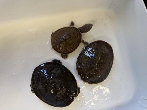 ヒラリーカエルガメ　2025CB 多甲/甲欠け