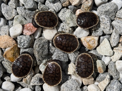 パーカーナガクビガメ　2026CB