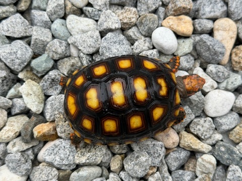 チェリーヘッドアカアシリクガメ　2025CB　2