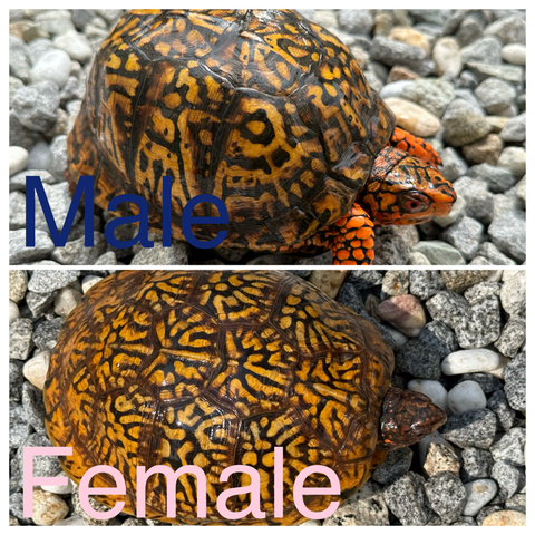 トウブハコガメ2025CB イエロー左点