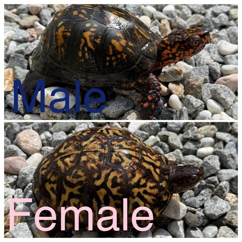 トウブハコガメ2025CB ブラック右点