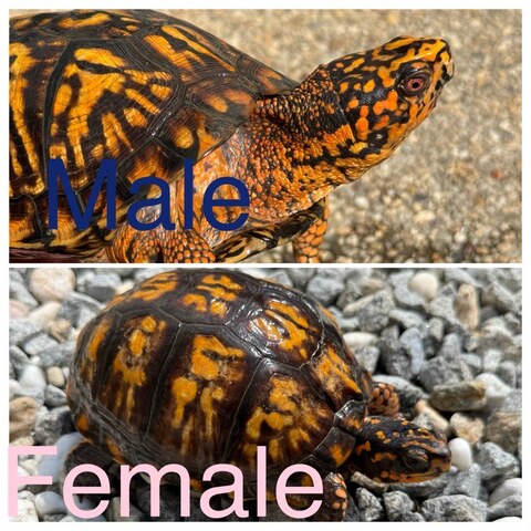 トウブハコガメ2025CB ゴールド右点