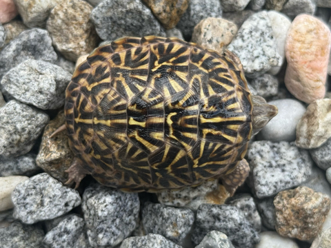 ミナミニシキハコガメ2025CB 完品