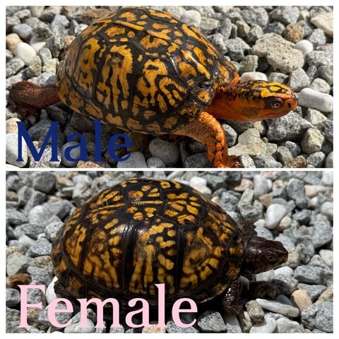 トウブハコガメ2025CB ゴールド左点