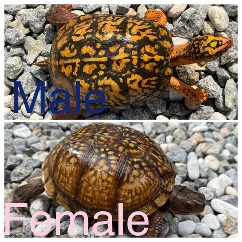 トウブハコガメ2025CB イエロー真ん中点