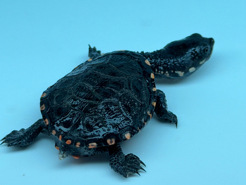 クロハラヘビクビガメ　2025CB 多甲　No2