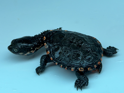 クロハラヘビクビガメ　2025CB 完品
