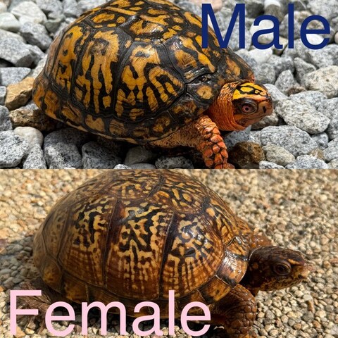 トウブハコガメ2025CB ホワイト右点