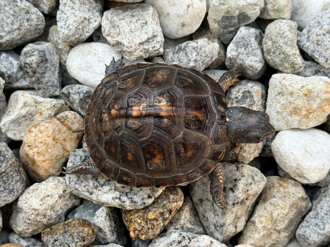 トウブハコガメ2025CB ブラック左点 多甲