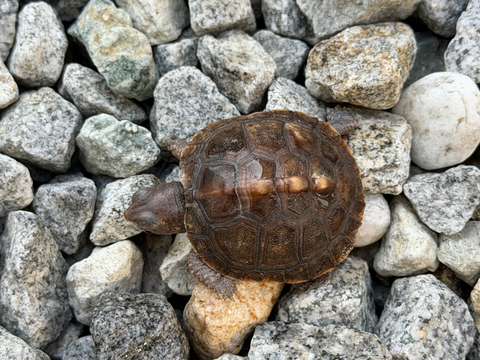 トウブハコガメ2025CB ライトブルー左点 尾切