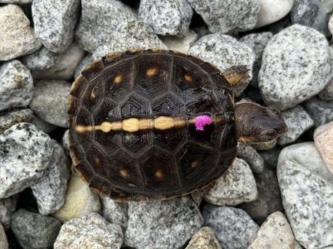 トウブハコガメ2025CB ピンク真ん中点