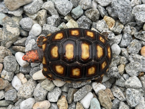 チェリーヘッドアカアシリクガメ　2025CB　4