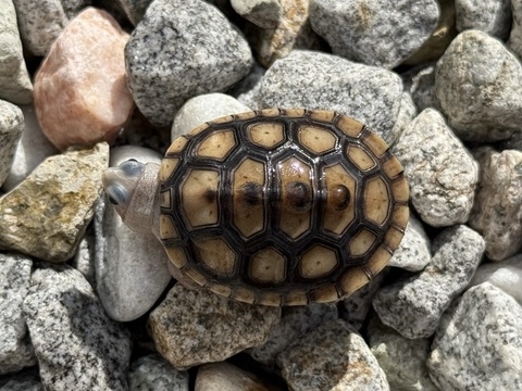 オルナータダイヤモンドバックテラピン　2025CB 