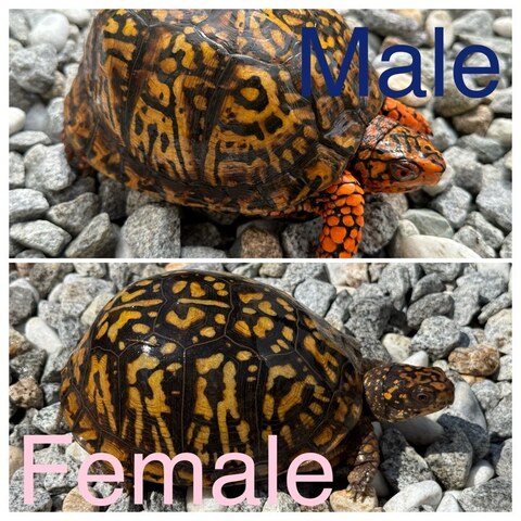 トウブハコガメ2025CB パープル TSD♂　