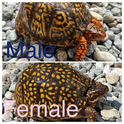 トウブハコガメ2025CB シルバー TSD♂　多甲