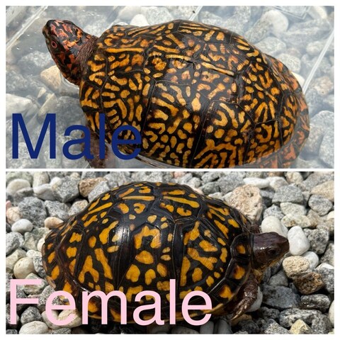 トウブハコガメ2025CB ブルー右点