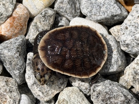 パーカーナガクビガメ　2026CB　多甲複数