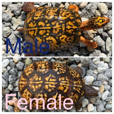 トウブハコガメ2025CB ライトブルー右点