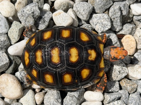 チェリーヘッドアカアシリクガメ　2025CB　5 多甲