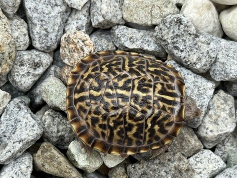 ミナミニシキハコガメ2025CB 多甲