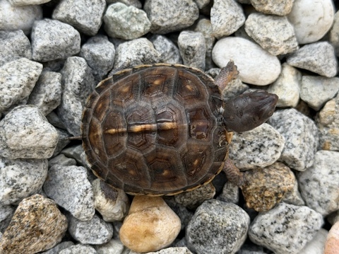 トウブハコガメ2025CB ブラック右点　少甲