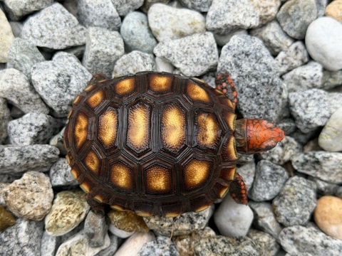 チェリーヘッドアカアシリクガメ　2026CB　1