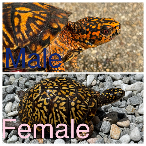 トウブハコガメ2025CB ピンク右点