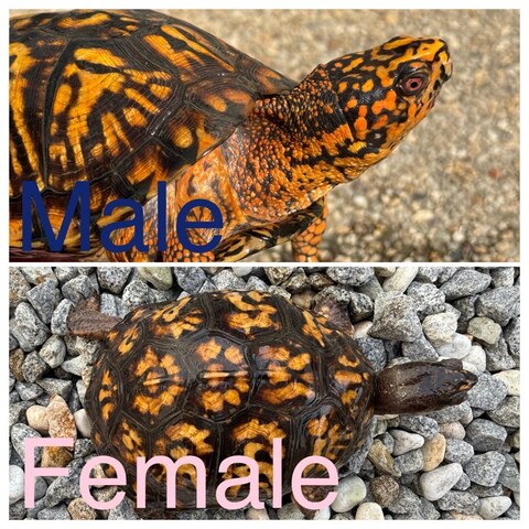 トウブハコガメ2025CB ブルー真ん中点