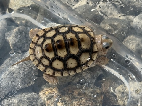 オルナータダイヤモンドバックテラピン　2025CB 