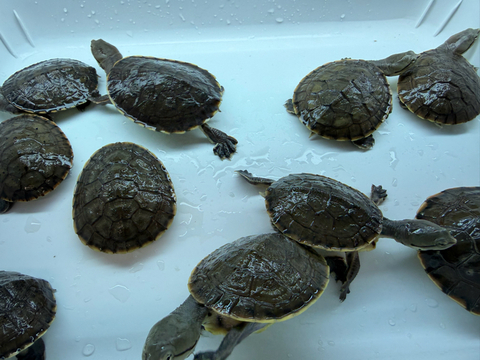 爬虫類 販売 KOBU JAPAN