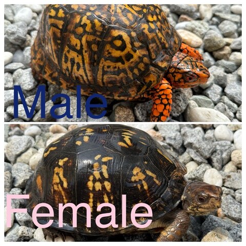 トウブハコガメ2025CB グリーン右点