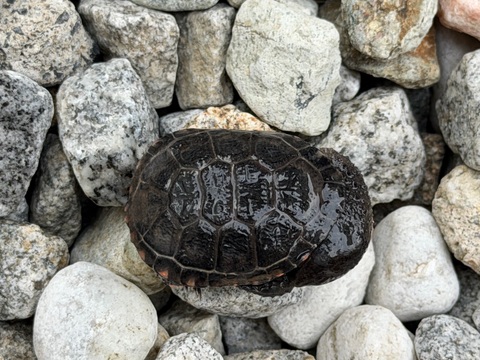 クロハラヘビクビガメ　2025CB 完品 