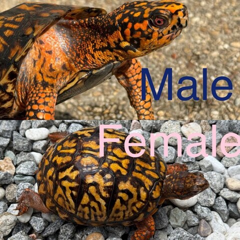 トウブハコガメ2025CB ライトブルー左点