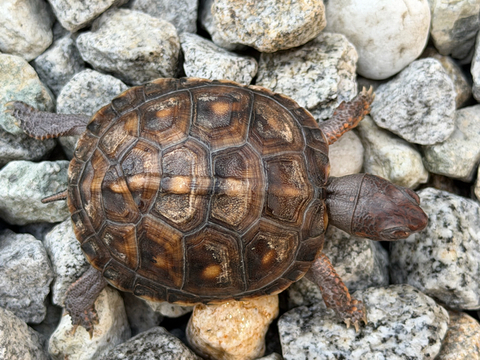 トウブハコガメ2025CB ブラック右点　多甲