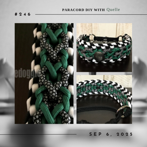 動画コンテンツ No. 246｜市松模様風フレームが特徴的な首輪