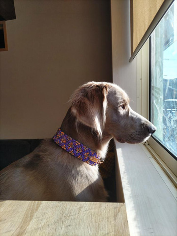 パラコード幅広首輪#218 47cm-54cm ハーフチョークマーティンゲール