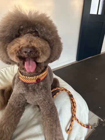 パラコード幅広首輪#502＆リード#220全長120㎝お揃いセット