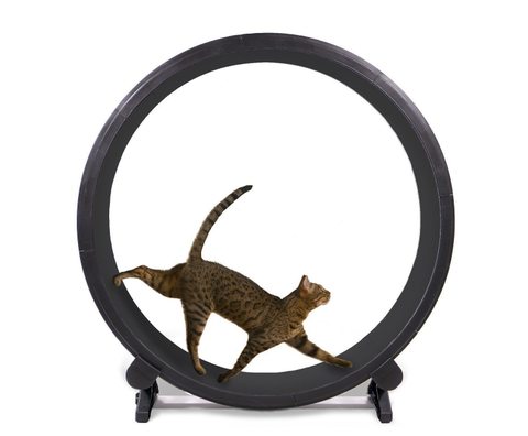 【正規日本総代理店】猫用ランニングマシン「Cat Exercise Wheel」