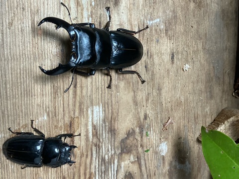 クワガタ・カブト販売店 -Wonder Glove- 販売ページ