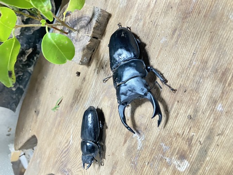 クワガタ・カブト販売店 -Wonder Glove- 販売ページ
