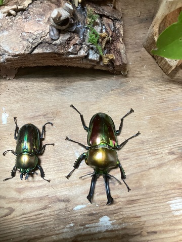 カブクワブリーダー maxresdefault.jpg