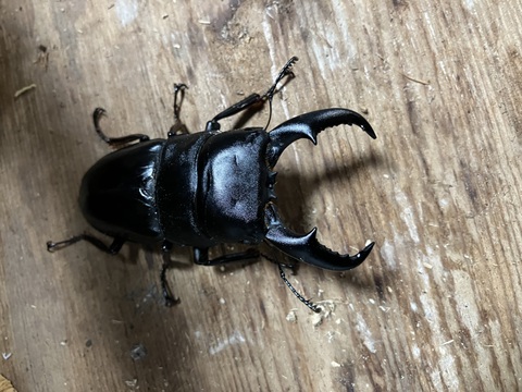カブクワオタク qk_6_jpg_1000x.webp?v=1714275042