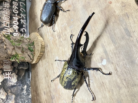 カブクワオタク qk_6_jpg_1000x.webp?v=1714275042