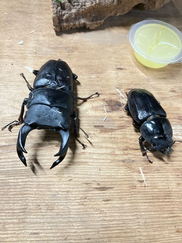 くわがた様の専用ページ BE・KUWA（ビー・クワ）25号☆クワガタ飼育ギネス特集｜ドルクス