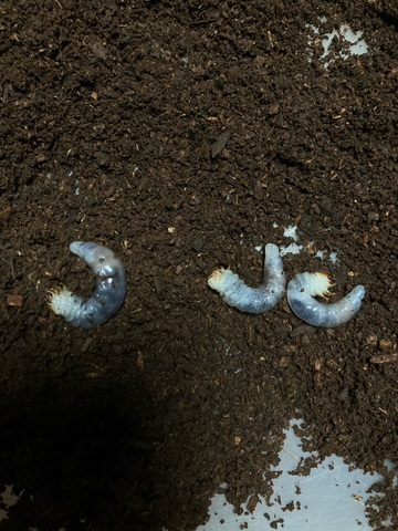 クワガタ・カブト販売店 -Wonder Glove- 販売ページ