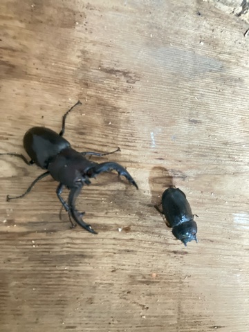 クワガタ・カブト販売店 -Wonder Glove- 販売ページ