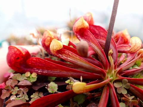 G184 4-1 S. psittacina var. okefenokeensis Liberty Co, very large traps CK