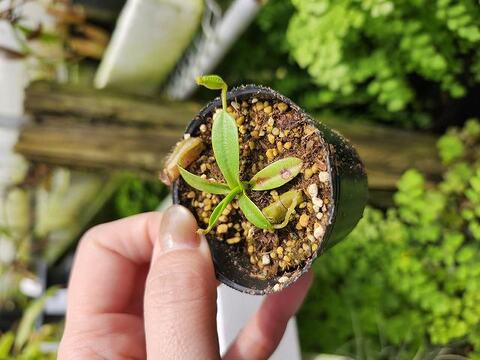 teatネペン Nepenthes（ネペンテス/ウツボカズラ）の商品一覧 | Y's Exotics