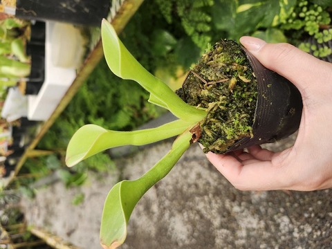 商品一覧 - Y's Exotics （山田食虫植物農園）